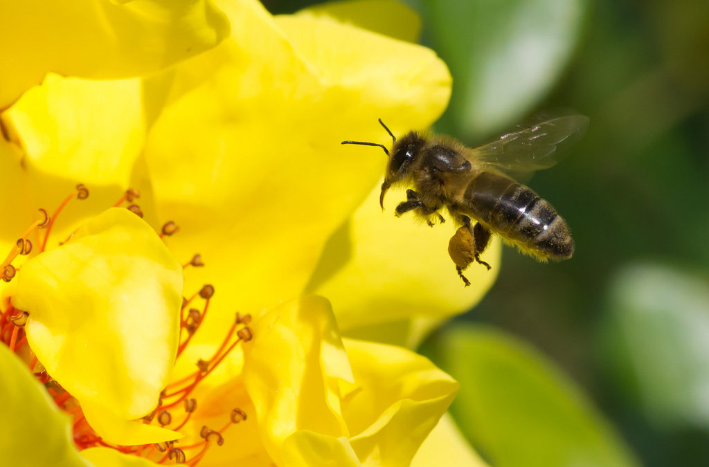BeeOdiversity : les abeilles comme indicateurs de la qualité environnementale