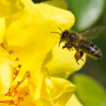 BeeOdiversity : les abeilles comme indicateurs de la qualité environnementale