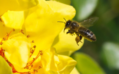 BeeOdiversity : les abeilles comme indicateurs de la qualité environnementale